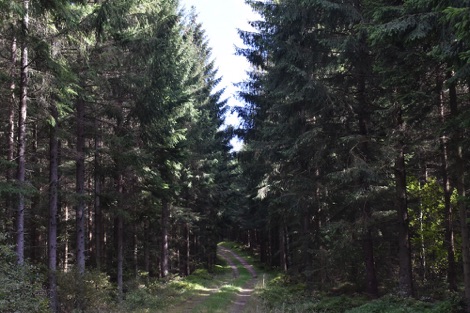 Ullstorps Stugor forest trail